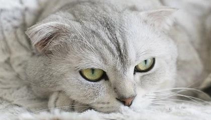 巴塞罗那胜利在望，强强碰撞